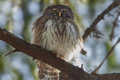 Glaucidium passerinum (Linnaeus, 1758)