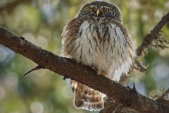 Glaucidium passerinum (Linnaeus, 1758)