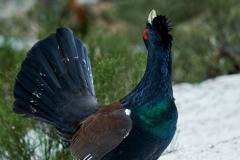 Tetrao urogallus (Linnaeus, 1758)