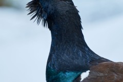 Tetrao urogallus (Linnaeus, 1758)